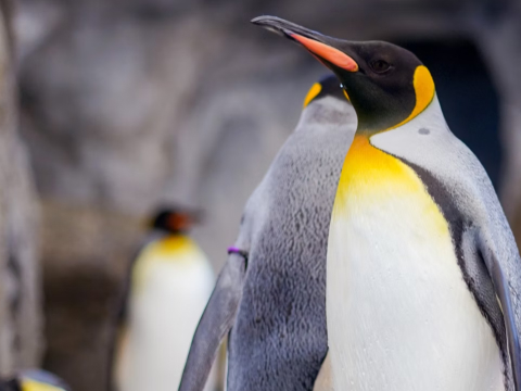 Luxury Antarctica Expedition Cruise