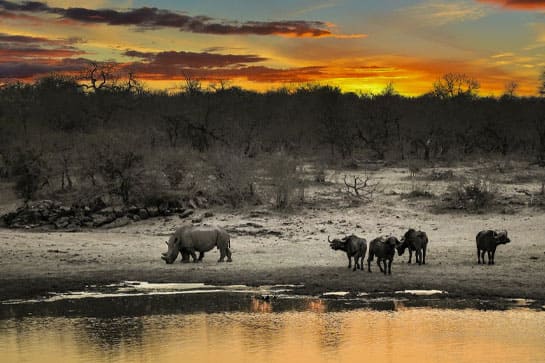 Animals grazing in a wildlife park in South Africa