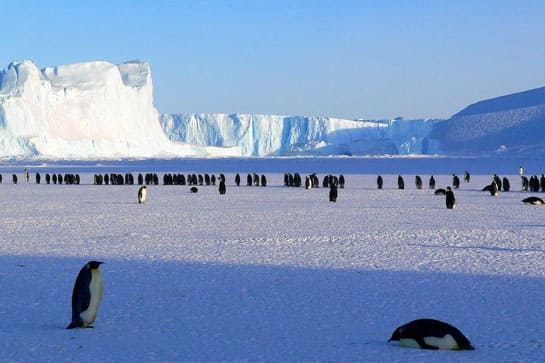 Penguins on ice in Antarctica