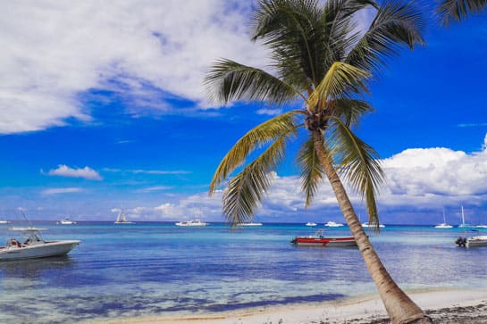A palm tree and boats in the Dominican Republic
